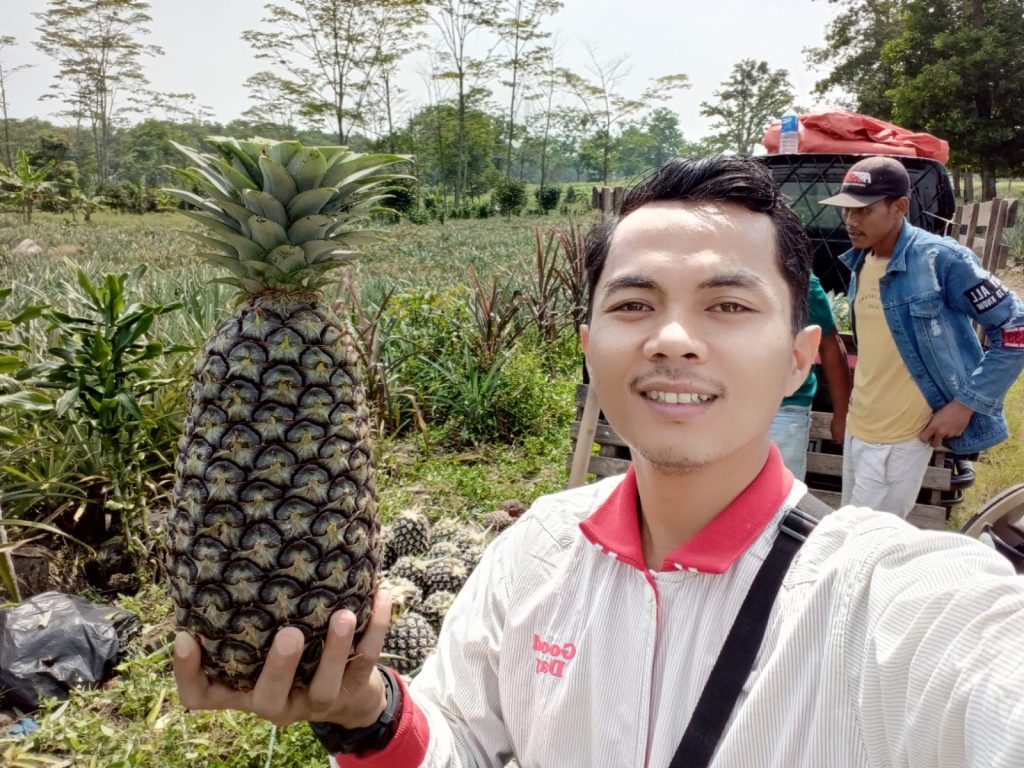 fresh pineapple supplier